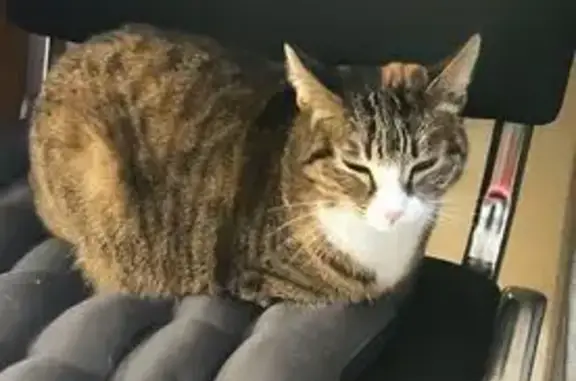 Трехцветная кошка найдена, Первомайская 8А