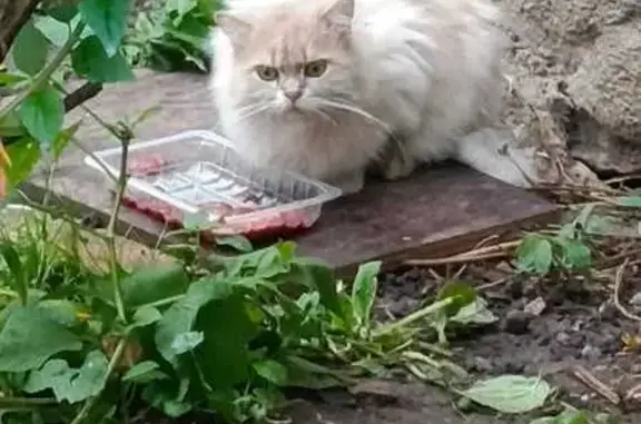 Кошка найдена на Луначарского, 92, Тула