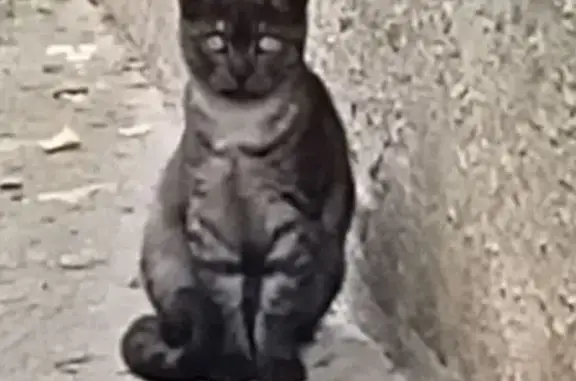 Кошка найдена, Сыртлановой 4, Казань