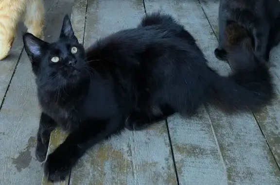 Пропала кошка, Приморский край