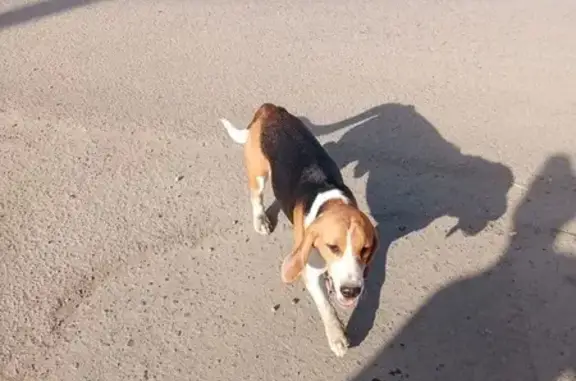 Найдена собака, Шушары, фото: Бигль найден: Московское шоссе, 233 литЗ