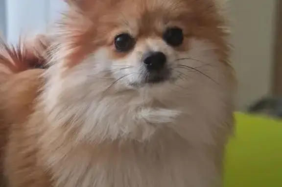 Собаки потеряшки, Воронеж, фото: Потеряшка собака на Минской улице, Воронеж