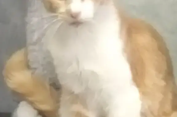 Кошки потеряшки, Кипарисово, фото: Потеряшка кошка, Черёмуховая 18, Кипарисово