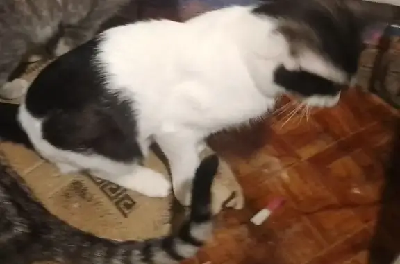 Кошки потеряшки, Ростовская область, фото: Потеряшка кот Малыш, Таганрог, Ростовская область, 24.09.2025