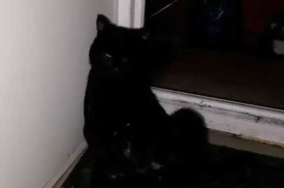 Пропала черная кошка, Петрова 32, Й-Ола