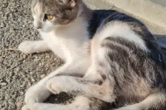 Найдена кошка, , фото: Кошка найдена: 1-й Троицкий пер., 2