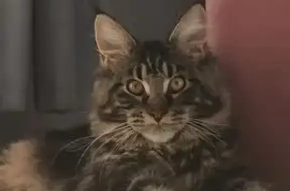 Кошки потеряшки, Тамбов, фото: Потеряшка кошка, Челябинская ул., 17