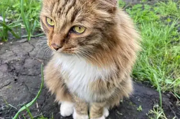Кошки потеряшки, Уфа, фото: Потеряшка кошка, Уфа, Башкортостан