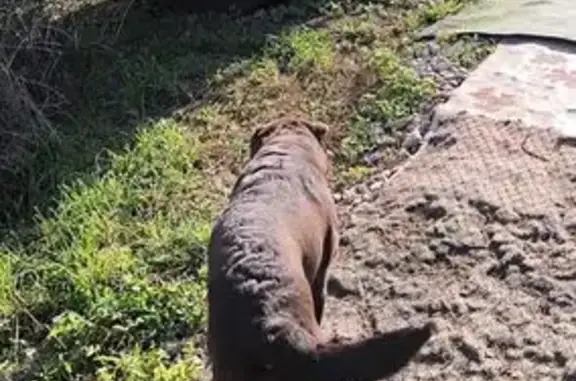 Собака найдена: Казань, Татарстан