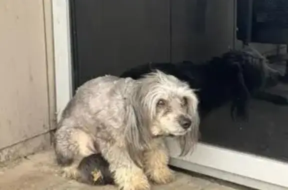 Собака найдена: Казань, Татарстан