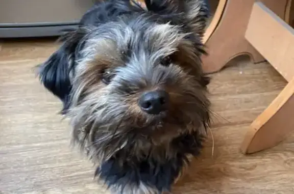 Йорк найден у сада Победы, Горького 81