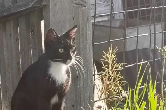 Кошки потеряшки, Прибельский, фото: Потеряшка кошка, Прибельский, Башкортостан