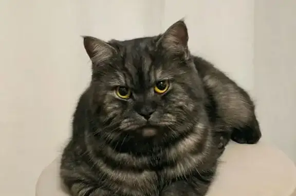 Кошки потеряшки, Гурьевский городской округ, фото: Потеряшка кошка, Зелёная ул. 18, Гурьевск