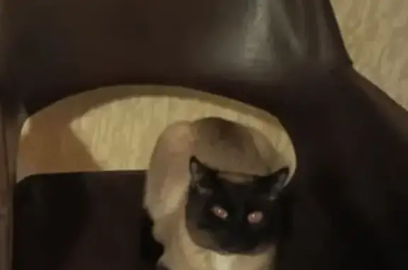 Кошки потеряшки, Деревянское, фото: Потеряшка сиамская кошка, Орзега, Карелия