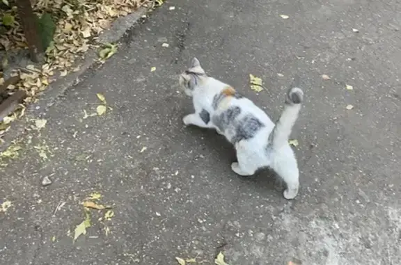 Найдена кошка, Самара, фото: Найдена кошка, ул. Гая 9, Самара
