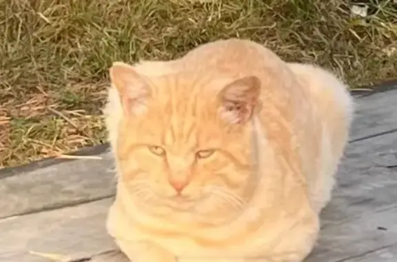 Найдена кошка, Тамбов, фото: Кот найден на ЭКО тропе, ул. Малиновского