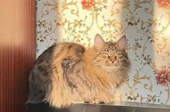 Кошки потеряшки, , фото: Потеряшка кошка, ул. Свердлова, 27, Волжск