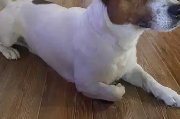 Собака найдена: ул. Гончарова, 1А, Тула