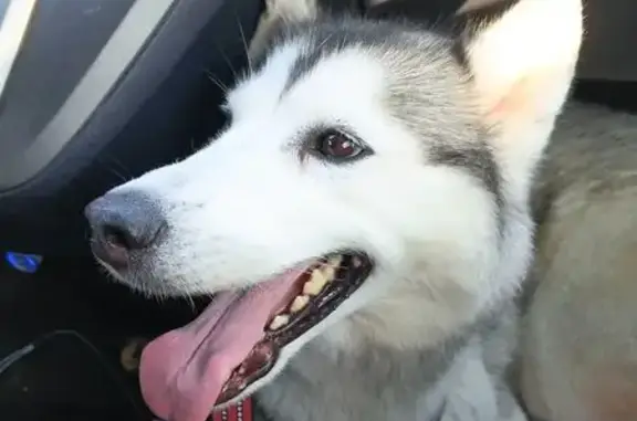 Найдена собака, Ростовская область, фото: Собака найдена на трассе Щепкин-Красный