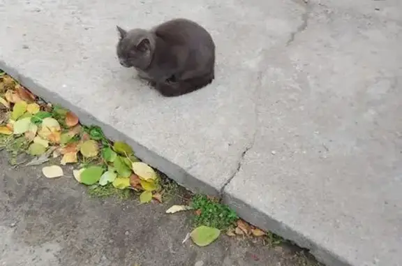 Найдена кошка, Тюмень, фото: Кошка найдена у Магнита, ул. Карла Маркса, 123