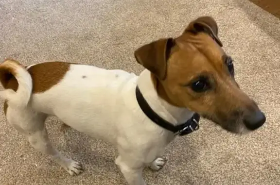 Найдена собака, , фото: Найдена собака, Народный бульвар, 12