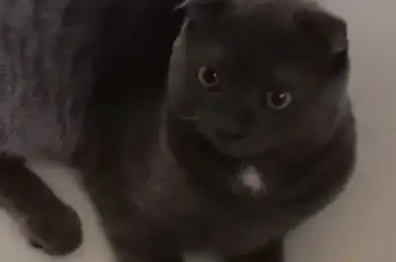 Пропала кошка, Юбилейная ул. 8, Белоярский