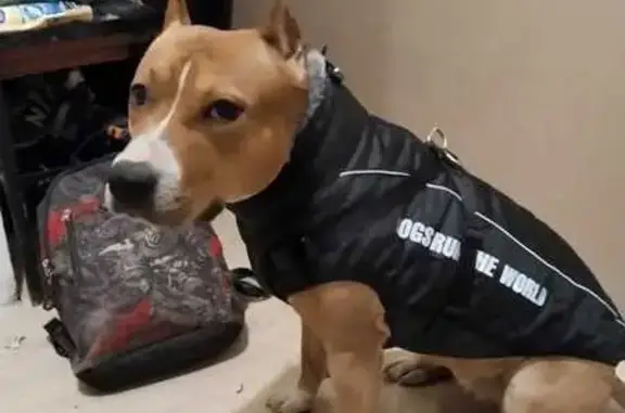 Пропала собака, ул. Вагнера, 66А, Челябинск