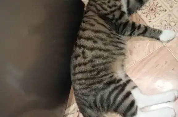 Кошки потеряшки, Демихово, фото: Потеряшка кошка, Заводская 2А, Демихово