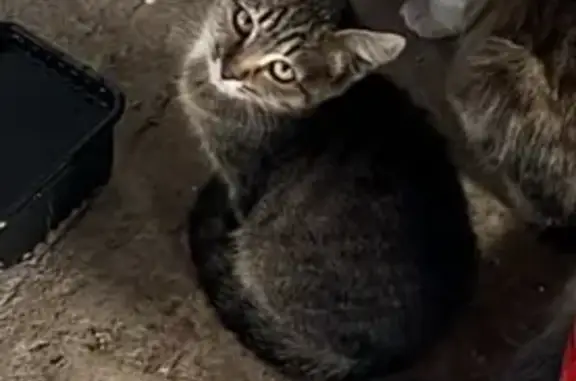 Пропала кошка, ул. Воронкова 3д, Волгоград