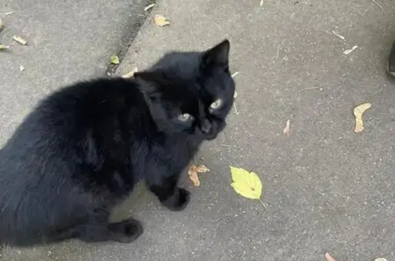 Кошка найдена на 15-й Парковой, 52 к1