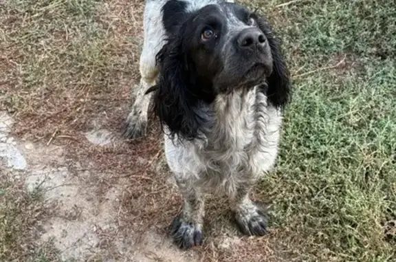 Найдена собака, Магистральная ул., Волжский
