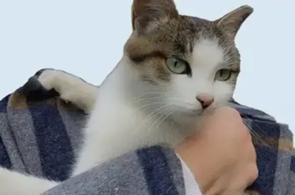 Пропала кошка, Сотниково, Бурятия