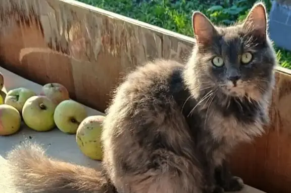 Кошка пропала, ул. Побежимова, 41А