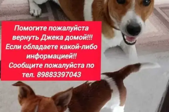 Пропала собака в Славянске-на-Кубани