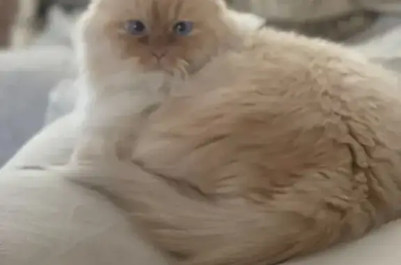 Пропала кошка на ул. Панфиловцев, Екб