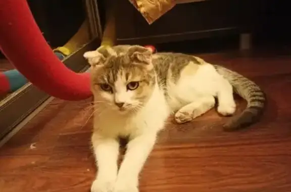 Найдена кошка, Воронеж, фото: Кошка найдена у универсама, Лизюкова 62