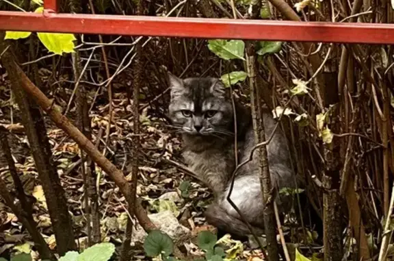 Найдена кошка, Московская область, фото: Кошка найдена: Ивановские дворики, Серпухов