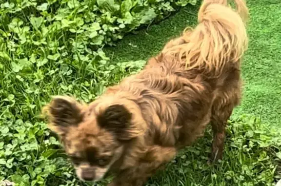 Пропала чихуахуа на Героев Панфиловцев 33к1