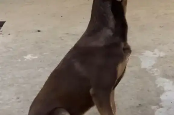 Собака найдена, ул. 1 Мая, Краснодар