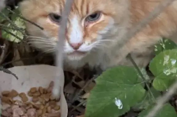 Найдена кошка, Москва, фото: Найдена кошка, Суздальский проезд, Москва