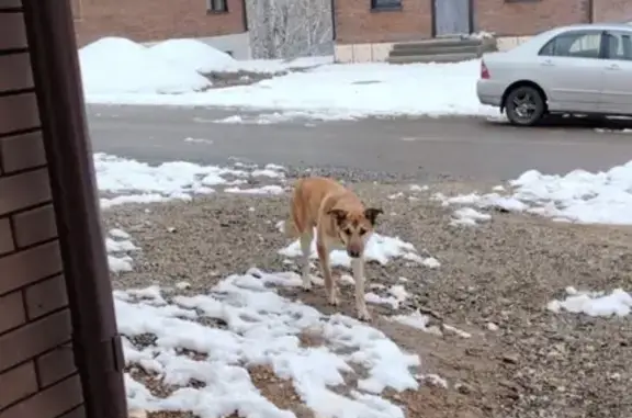 Найдена собака, Новосибирск, фото: Собака найдена: Уральская 4, Новосибирск