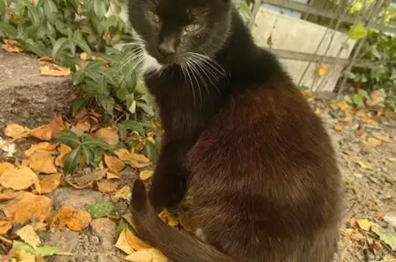 Найдена кошка, Санкт-Петербург, фото: Кошка найдена: Будапештская ул., 89 к1