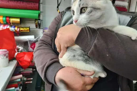 Найдена кошка, Рязань, фото: Кошка найдена: Рязань, пл. 50-летия Октября, 2