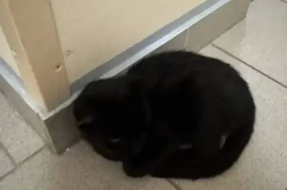 Котёнок найден: ул. А. Петрова, 221Г/4