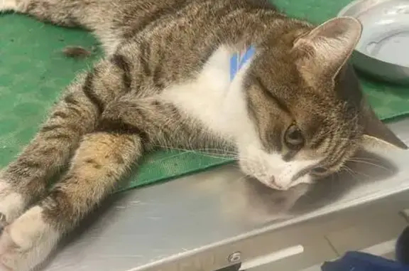 Найденные животные Петрозаводск, фото: Кошка найдена: Волховская ул., 6, Петрозаводск