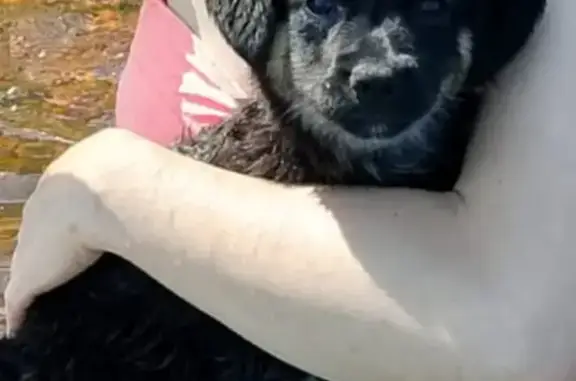 Собаки потеряшки, Санкт-Петербург, фото: Потеряшка собака, 2-й Рабфаковский пер., СПб