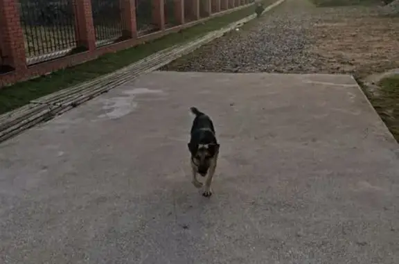 Собака найдена: Новиково, МО