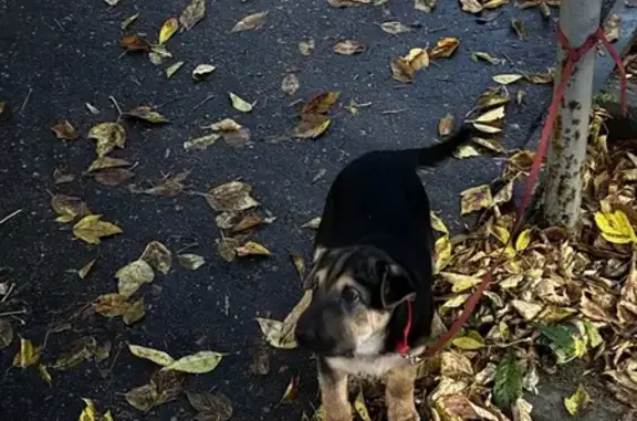 Найдена собака, Нижний Новгород, фото: Щенок найден на Сутырина, 22, Нижний Новгород