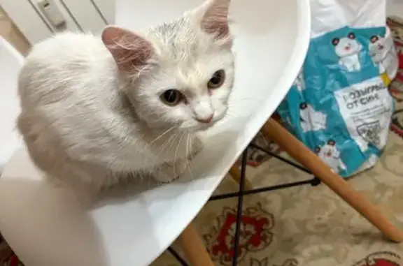 Кошки потеряшки, Набережные Челны, фото: Потеряшка белая кошка, Набережные Челны