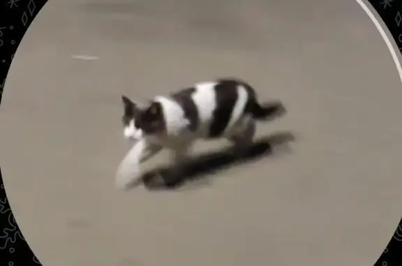 Кошка найдена на Вознесенском тракте, Казань